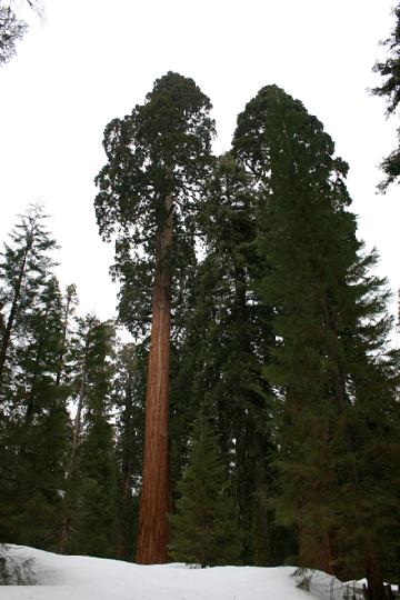 20-Sequoia 0011.JPG